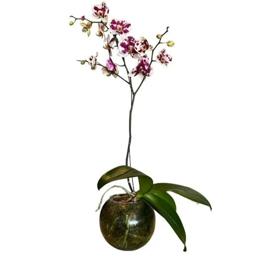 Orquidea violeta V